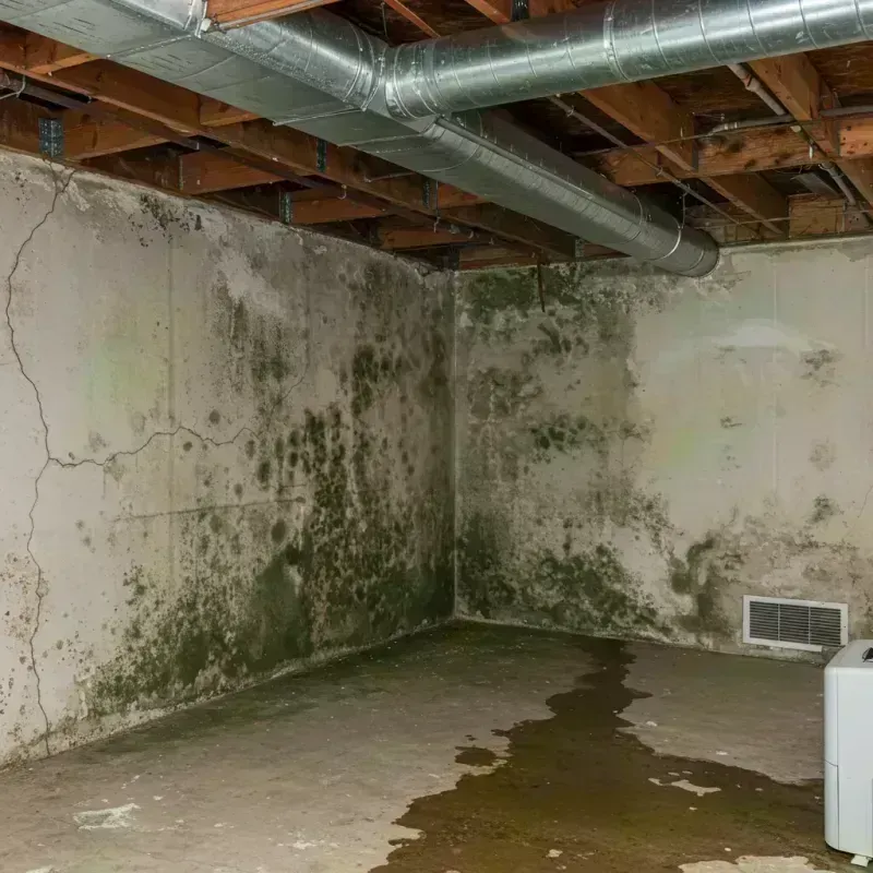 Professional Mold Removal in Elysburg, PA